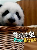 熊猫宝宝