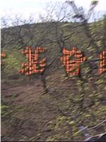 古墓奇缘在线观看