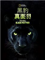 真黑豹无双在线观看