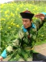 黑凤凰