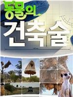 动物建筑师