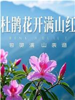 杜鹃花开满山红
